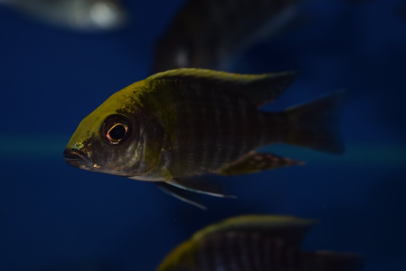 Aulonocara maylandi 'Liwewe Reef'